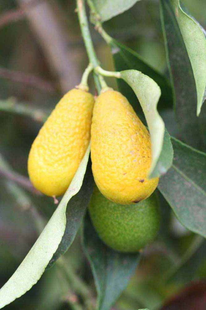            Fruit (Riverside, CA)   